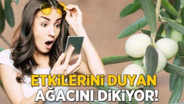 ‘Beyaz zeytin olur mu’ demeyin! Bu etkilerini duyan hemen ağacını dikiyor