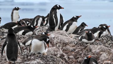 Güney Kutbu’nda 4 yeni imparator penguen kolonisi keşfedildi