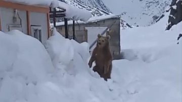 Hakkari’de kış uykusuna yatamayan ayı, şantiye şantiye geziyor