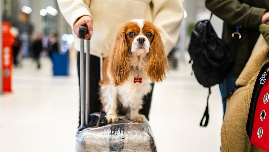 Köpeğinizin ne kadar yaşayacağını öğrenmek artık mümkün