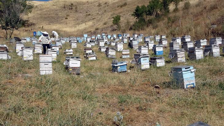 Nakliye giderleri arıcıları olumsuz etkiledi