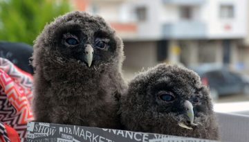 Balkonda buldu, evinde baykuş beslemeye başladı