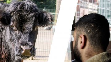 Hollanda’da ineğe tecavüz eden Türk adam ülkeyi ayağa kaldırdı