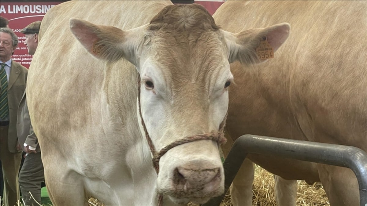 Paris’teki fuarda 990 kiloluk inek 17 bin eurodan alıcı buldu