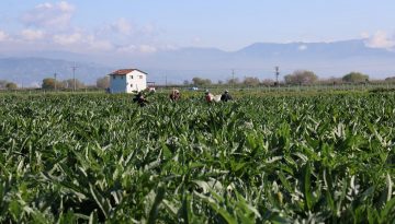 Tarladan tabağa yolculuğunda fiyatı 20 kat artıyor