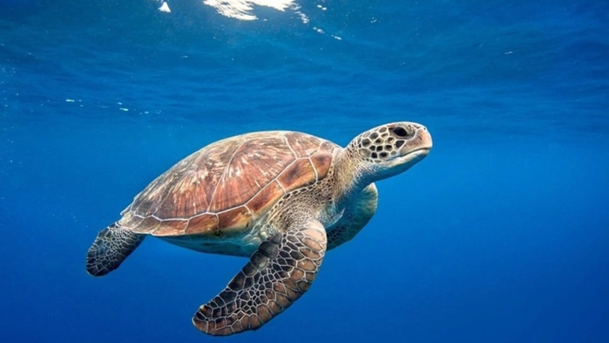 Zanzibar’da deniz kaplumbağası yiyen 9 kişi hayatını kaybetti