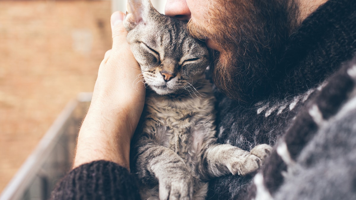 Araştırma sonuçları şaşırttı… Kedi sahiplenmek erkekler arasında daha popüler