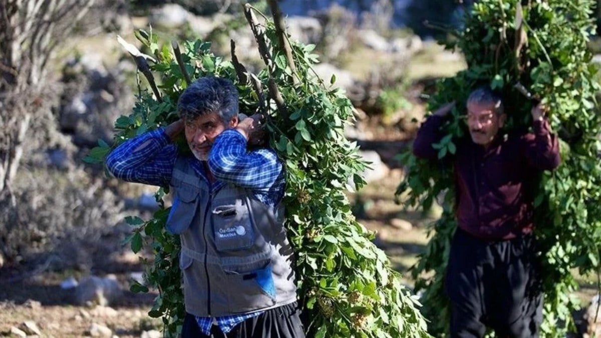 Orman köylülerine sağlanan desteklerle ilgili yeni düzenleme Resmi Gazete’de